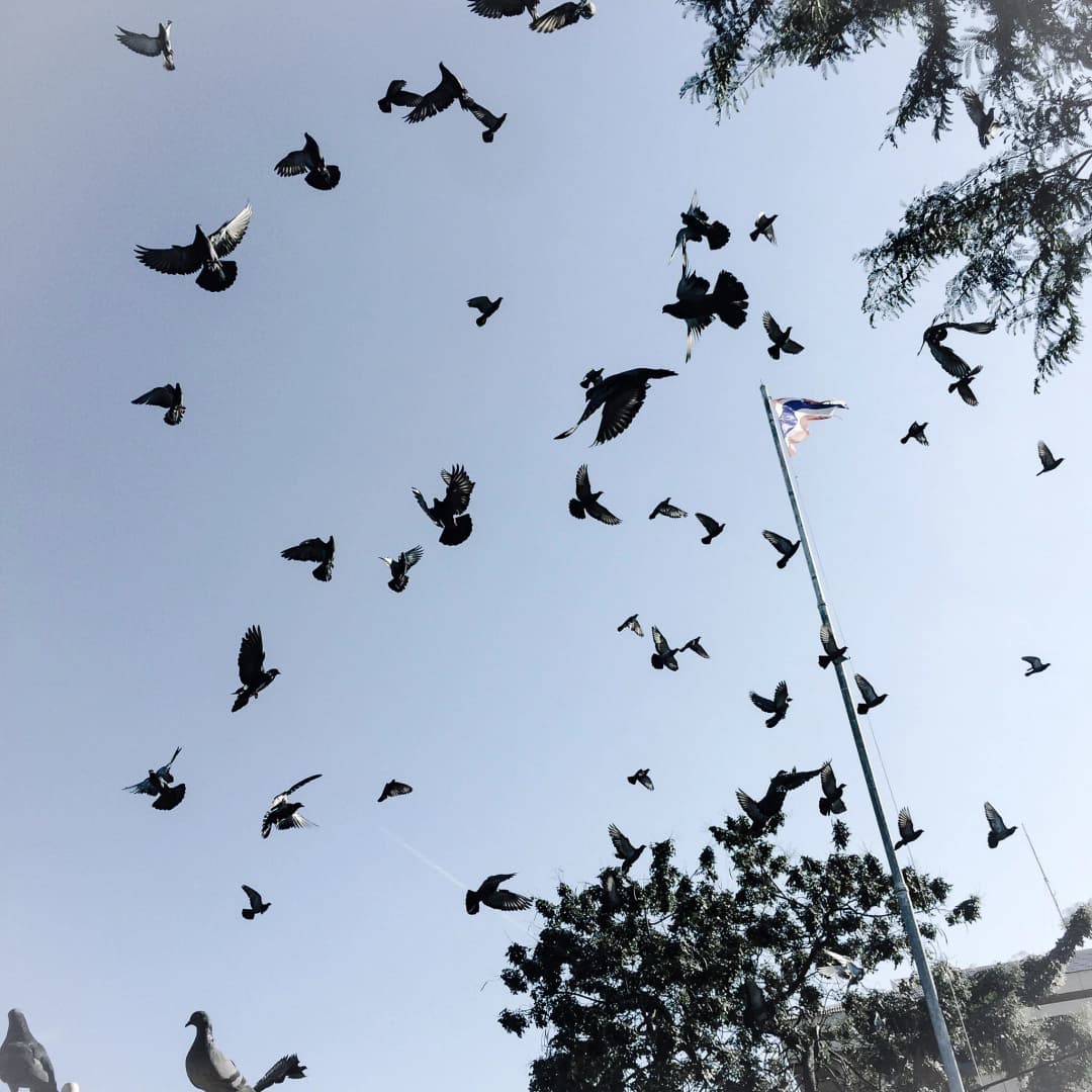 Bird Infestation Problems